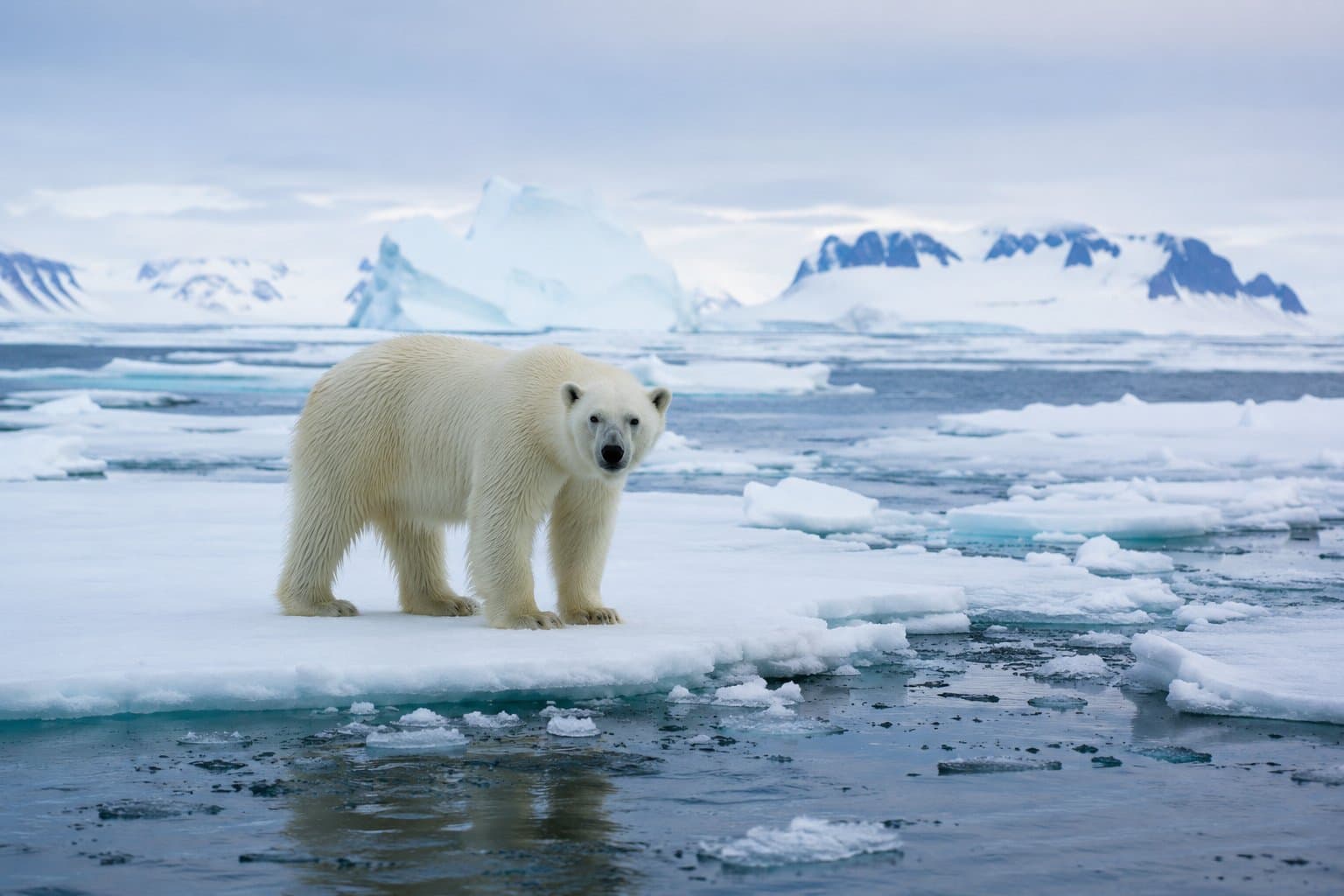 Eisbär