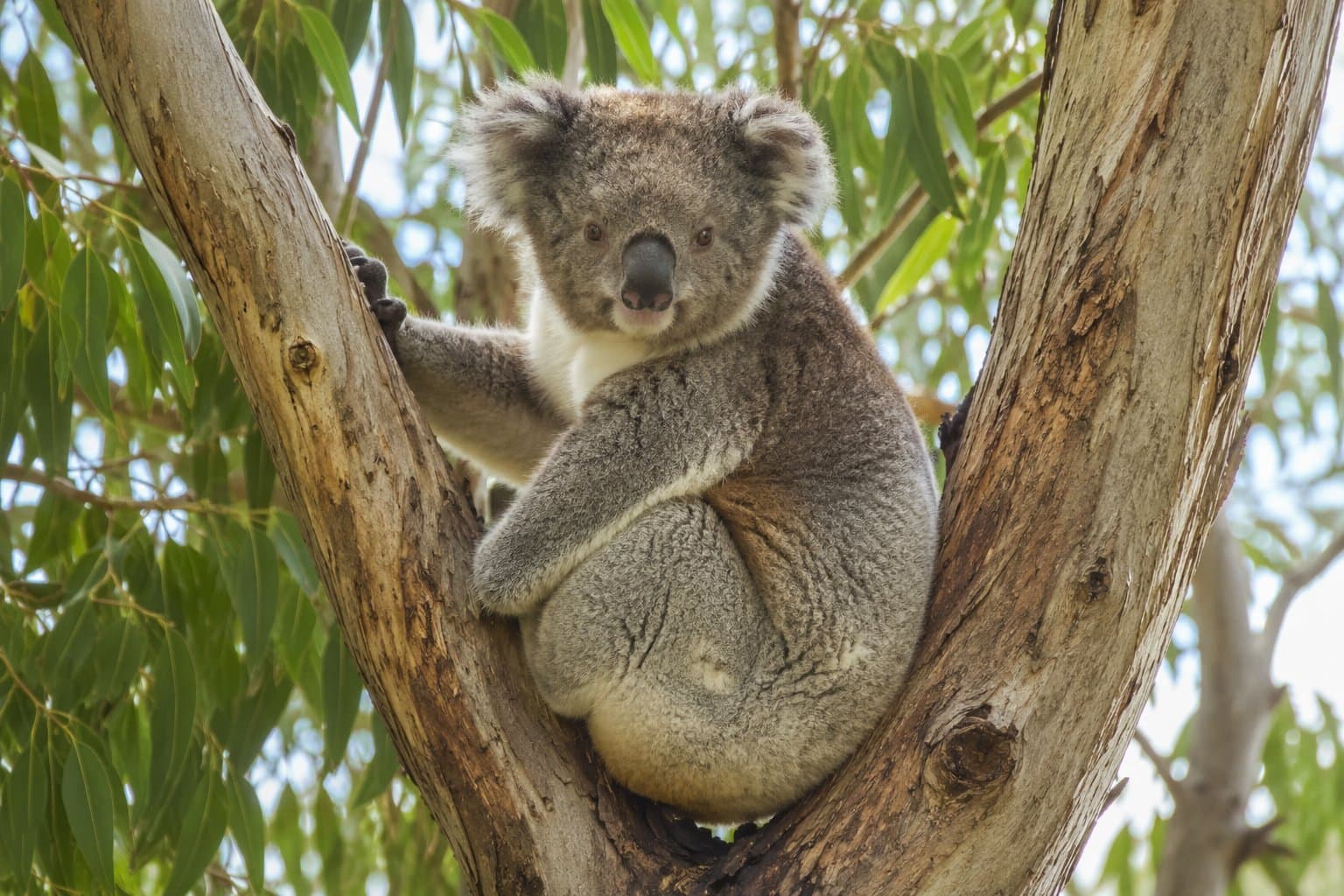 Koala